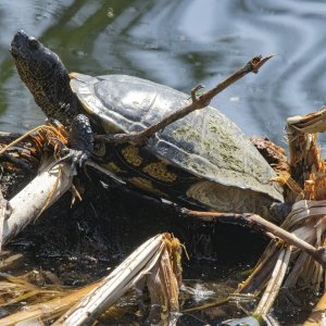 A02SonoranMudTurtle9588.jpg