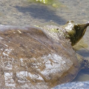 A05SpinySoftshell6968.jpg