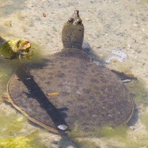 A07SpinySoftshellTurtle6972.jpg