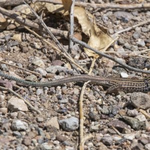 A08ChihuahuanWhiptailLizard9615.jpg