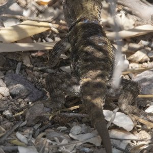 A09DesertSpinyLizard9620.jpg