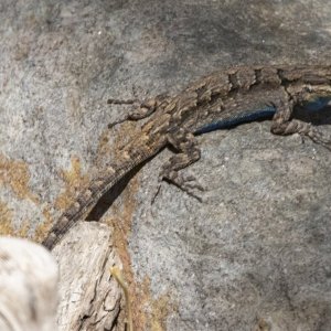 A10OrnateLizard8433.jpg