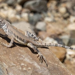 A11ZebratailedLizard6676.jpg