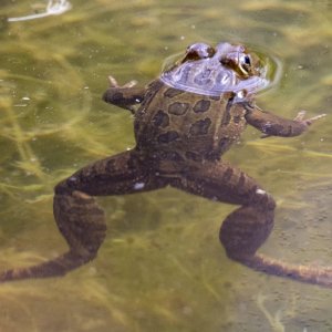 A12ChiricahuaLeopardFrog8511.jpg