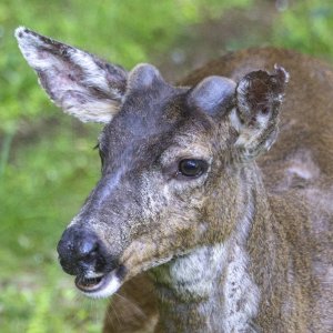 A03BuckGrowingAntlersHeadshot1348.jpg