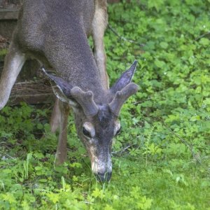 A05Buck2GrowingAntlers1352.jpg