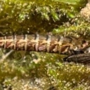 Suspected Chironomid Pupa.jpg
