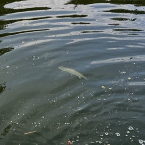 IMG_6535.jpeg
