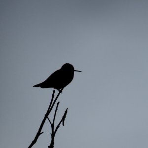 IMG_8847.jpeg