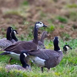 hybrid2025goose292929333.jpg
