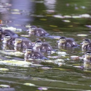 D16WoodDuckDucklings0999.jpg
