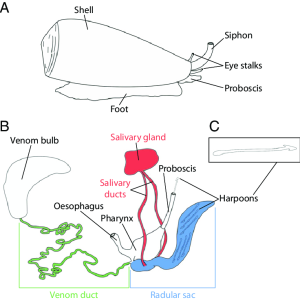 Macroscopic-anatomy-of-a-cone-snail-A-its-venom-apparatus-B-and-a-radula-tooth-C.png