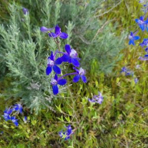 20250515_184821 Larkspur.jpg