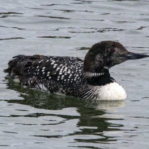 B06CommonLoonMoltingIntoBreeding0573.jpg