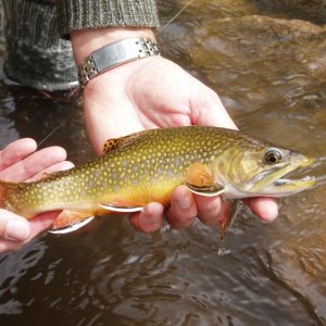 B. Creek Brookie.JPG