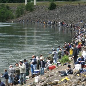 Bonneville-Shad-Fishing.jpg