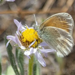 B07OchreRinglet1665.jpg