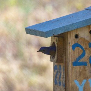 C01WesternBluebirdMaleAtNestBox1613.jpg