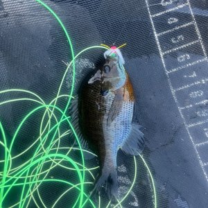 IMG_5586.jpeg