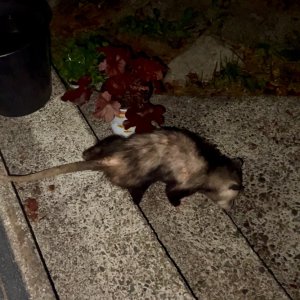 IMG_5999.jpeg