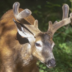 A01TopBuckWAntlers1689.jpg