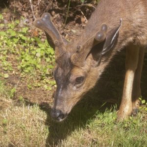 A04BuckDevelopingAntlers1673.jpg