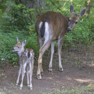 B05Fawn&Doe1857.jpg