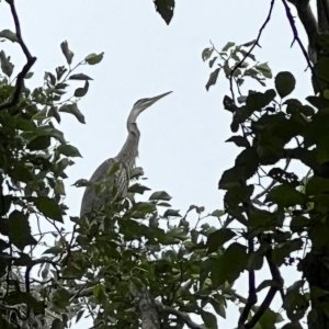 IMG_2749.jpeg
