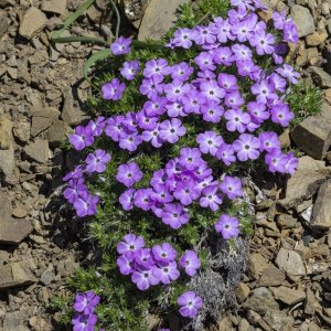 A11SpreadingPhlox1945.jpg