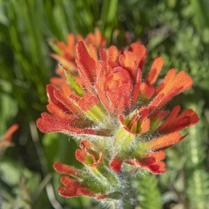 A15HarshIndianPaintbrush6080067.jpg