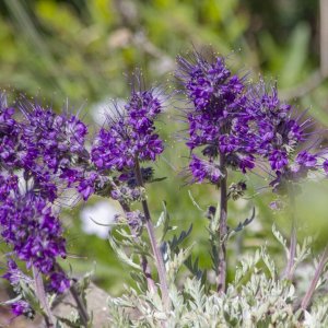 A29SilkyPhacelia1896.jpg