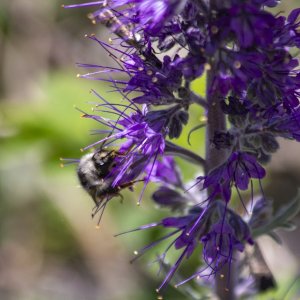 B09BumblebeeOnSilkyPhacelia1990.jpg