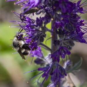 B10BumblebeeOnSilkyPhacelia1993.jpg