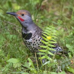 A02NorthernFlickerMale1837.jpg