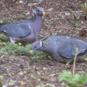 B01BandtailPigeons1894.jpg