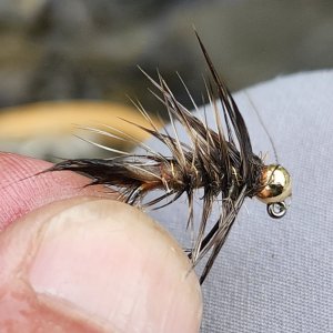 20250622_buggeredHE.jpg