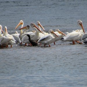 IMG_4081.JPG