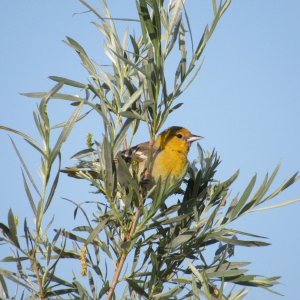 IMG_4029.JPG