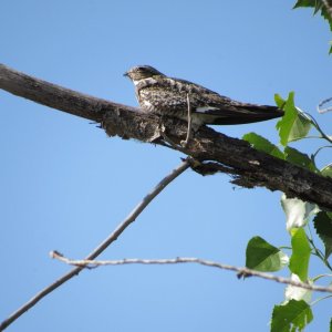 IMG_4065.JPG