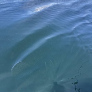 IMG_6868.jpeg