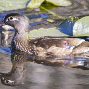 A01WoodDuckHen1143.jpg