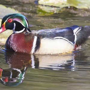 A03WoodDuckDrake1135.jpg