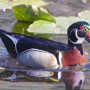 A04WoodDuckDrake1137.jpg
