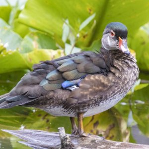 A06WoodDuckDrakeEclipse2060.jpg