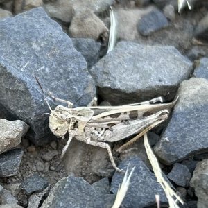 IMG_4115.jpeg