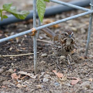 018-Song-Sparrow-071225.jpg