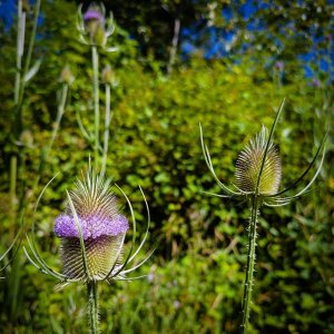 thistle1.jpg