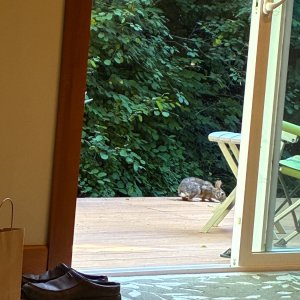 IMG_9277.jpeg