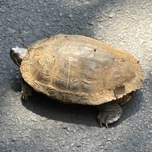 IMG_4201.jpeg