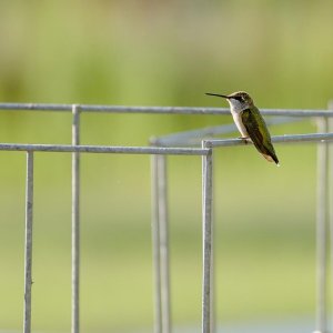 007-BY-Birds-071622.jpg